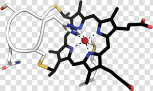 Apo Cytochrome C  HD Png Download