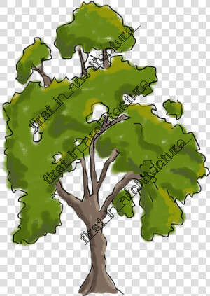 Fia Trees Elevation   Architecture Tree Elevation Png  Transparent Png