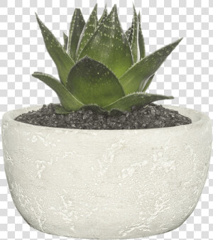 Succulent In Cement Bowl   Transparent Background Succulent Png  Png Download