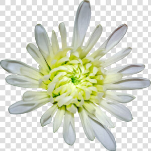 Chrysanths plant flower   Heath Aster  HD Png Download