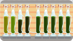 Marine Phytoplankton Growing Conditions  amp  Process   Illustration  HD Png Download