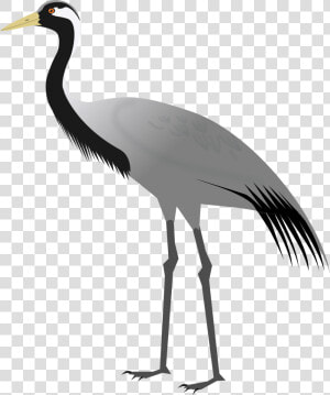 Heron Vector Crane Bird   Demoiselle Crane  HD Png Download