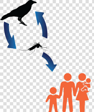 West Nile Virus Transmission Cycle  HD Png Download