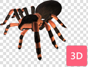 Tarantula  HD Png Download