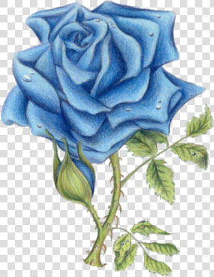 Blue Rose By Ded   Blue Rose Images With Transparent Background  HD Png Download