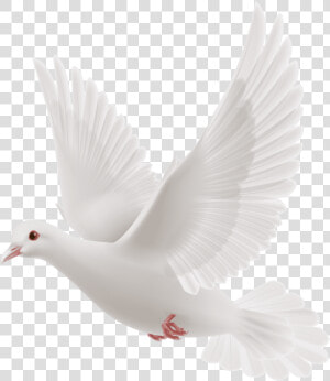 White dove   Transparent White Dove Png  Png Download