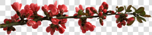 Spring Flower Buttons On Branch   Transparent Red Flower Branch  HD Png Download