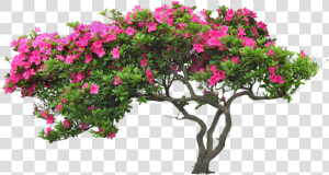 Bougainvillea Drawing Plant Banner Transparent Download   Tree With Flower Png  Png Download