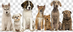 Pet Waste Removal   Dogs In A Row  HD Png Download