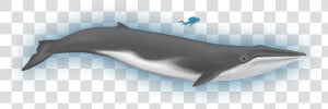 Fin Whale Png   Fin Whale Clipart  Transparent Png