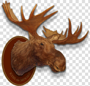 Left Header Flourish Right Header Flourish Moose Head   Moose Head Trophy Png  Transparent Png