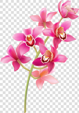 Stem Pink Orchids Png Clipart   Pink Orchids Png  Transparent Png