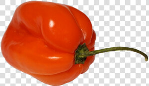 Habanero Chili Png   Habanero Png  Transparent Png