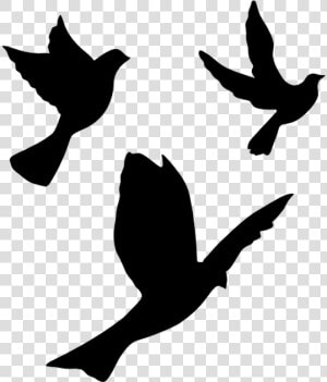 Pigeons And Doves English Carrier Pigeon Homing Pigeon   Flying Dove Silhouette Png  Transparent Png