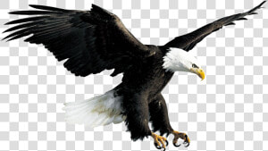 Bald Eagle Hawk Falconiformes   Eagle Png  Transparent Png