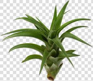 Brachycaulos   Dracena Burley  HD Png Download