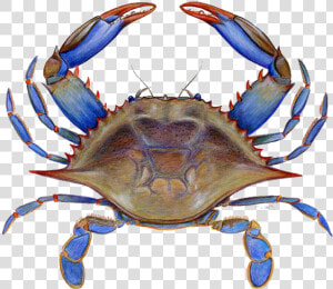 Crab Png Picture   Maryland Blue Crab Clipart  Transparent Png