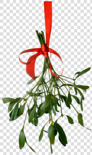 Mistletoe Png Clipart   Mistletoe Png  Transparent Png