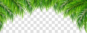 Tree Leaves Png   Transparent Background Palm Leaves  Png Download