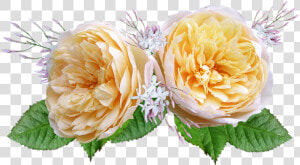 Rose  David Austin  Yellow   Rosas De Color Amarillo Y Naranja Png  Transparent Png