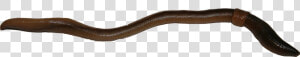 Earthworm Worm Png   Slender Blind Snake  Transparent Png