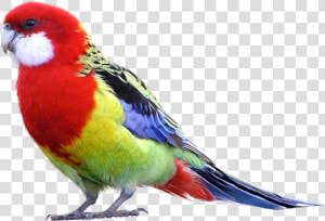 Eastern Rosella Parrot   Parrot Png Transparent  Png Download