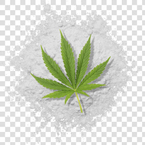 Water Soluble Thc Powder With Cannabis Leaf   Illustration  HD Png Download