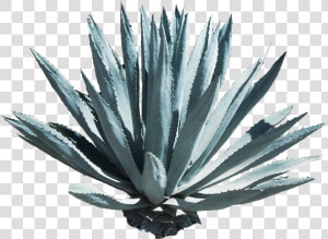 Agave Azul Png  Transparent Png