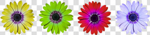 Flower Flowers Daisy Free Photo   Daisy Flower Power Clipart  HD Png Download