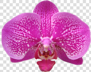 Transparent Orchids Png   Orchids Of The Philippines  Png Download