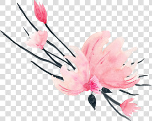  акварель  акварельныецветы  waterflower  watercolor  HD Png Download