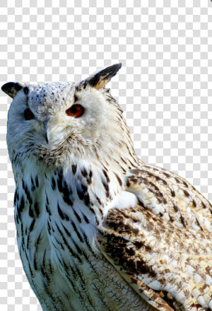 Barn Owl Owl Raptor Free Photo   Sova Png  Transparent Png