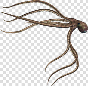 Squid Png Photo   Mire Squid Skull Island  Transparent Png