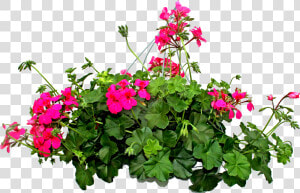 Imagenes De Plantas Png  Transparent Png