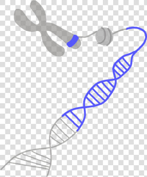 Image Of A Blue Gene On A Chromosome   Gene Png  Transparent Png