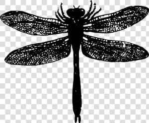 Basic Bug Dragonfly Free Picture   Dragonfly Silhouette Png  Transparent Png