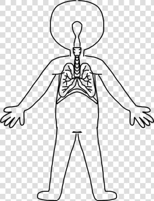 Human Body Clipart Cartoon   Human Body System Drawing  HD Png Download