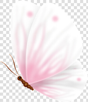 Pink Cute Sweet Butterfly Pass Transparent   Moth Orchid  HD Png Download