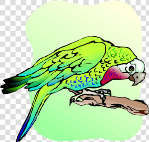 Free Parrot And Macaw Clipart   Budgie  HD Png Download