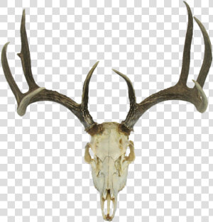 Deer Skull Drawing Earth Clipart   Deer Skull Transparent Background  HD Png Download