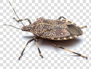 Stink Bug Png Free Download  Transparent Png