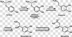 L Tyrosine And Adderall   Synthesis Of Dopamine From Phenylalanine  HD Png Download