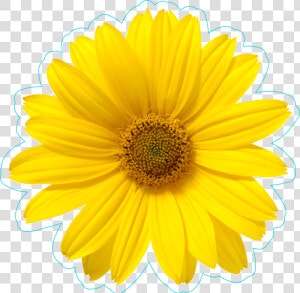 Pretty Yellow Daisy Flower Sticker   White Background One Flower  HD Png Download