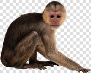 Capuchin Monkey Desktop Wallpaper   Monkey Png  Transparent Png