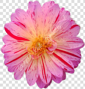 Barberton Daisy  HD Png Download