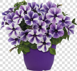 Flowerpot  HD Png Download