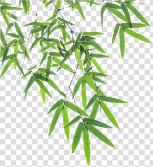 Bamboo Leaf Euclidean Vector   Transparent Background Bamboo Leaves Png  Png Download