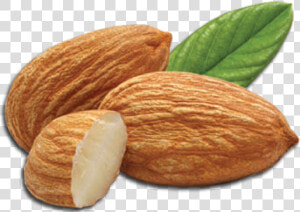 Almond Png Transparent Images   Almonds Transparent Background  Png Download