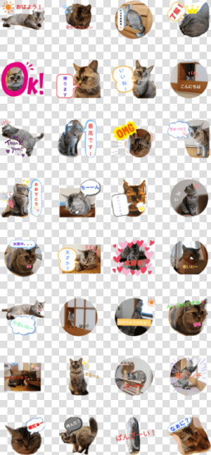 Cute Cat Daily Stamp   Domestic Short haired Cat  HD Png Download