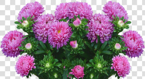 Asters 2665289   Aster Flowers Png  Transparent Png